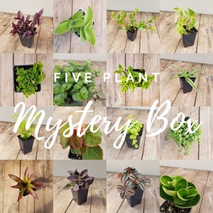 Live Houseplant Mystery Box – Set of 5 Assorted 2.5&quot; Plants | Easy Indoor Plants | Unique Gift for Plant Lovers | Surprise Plant Assortment