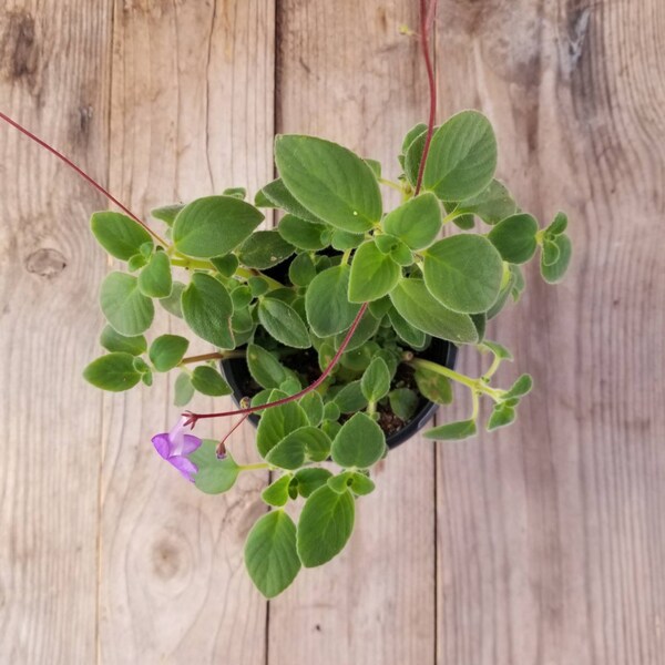 4 » Streptocarpus saxorum - Fausse violette africaine - Plantes d’intérieur vivantes uniques