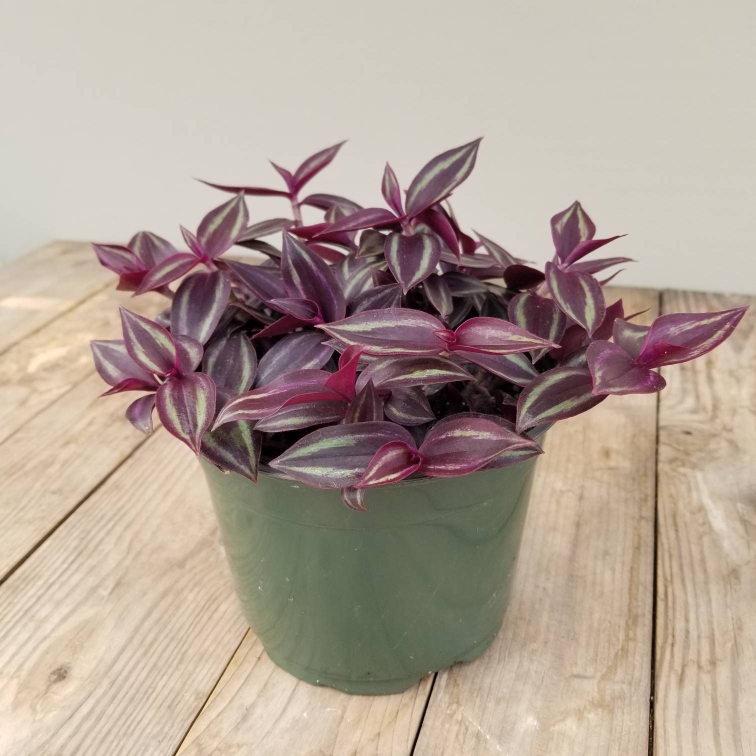 6 Tradescantia Zebrina Red Wandering Jew Wandering | Etsy