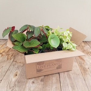 Live Houseplant Mystery Box – Set of 2 Assorted 4&quot; Plants | Easy Indoor Plants | Unique Gift for Plant Lovers | Surprise Plant Assortment