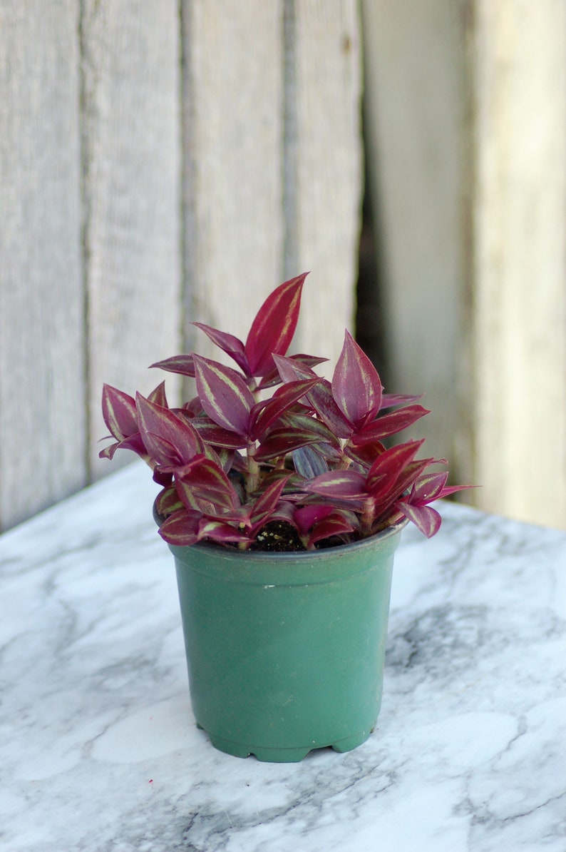 Tradescantia Zebrina Red Wandering Jew Inch Plant Etsy