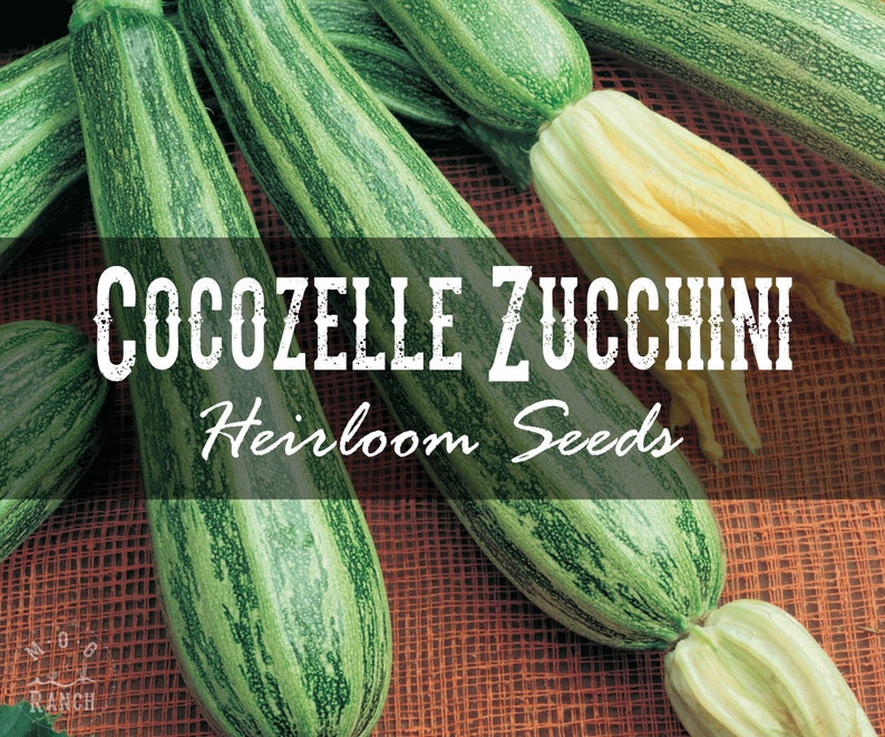 Summer Garden Planting 20 Heirloom Cocozelle Zucchini
