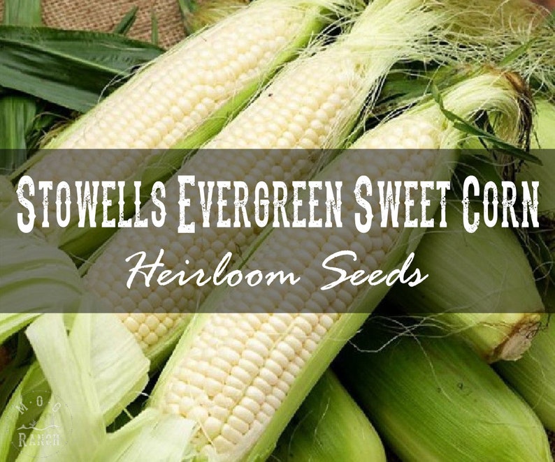 30 Stowells Evergreen Sweet Corn Seeds Non GMO Heirloom Etsy