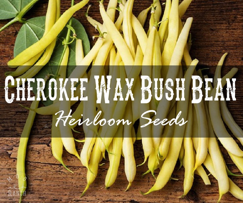 cherokee wax beans
