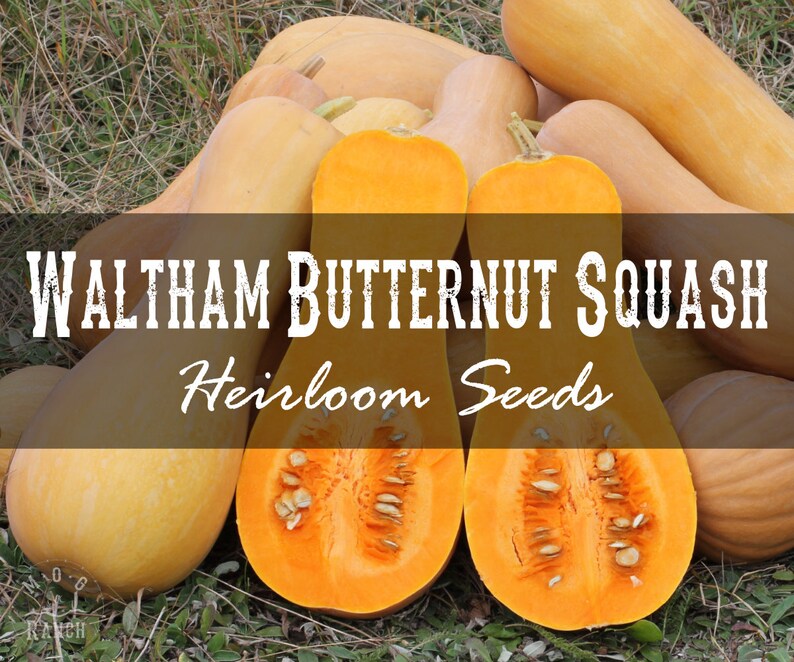 20 Waltham Butternut Squash Heirloom Seeds Open Pollinated Etsy