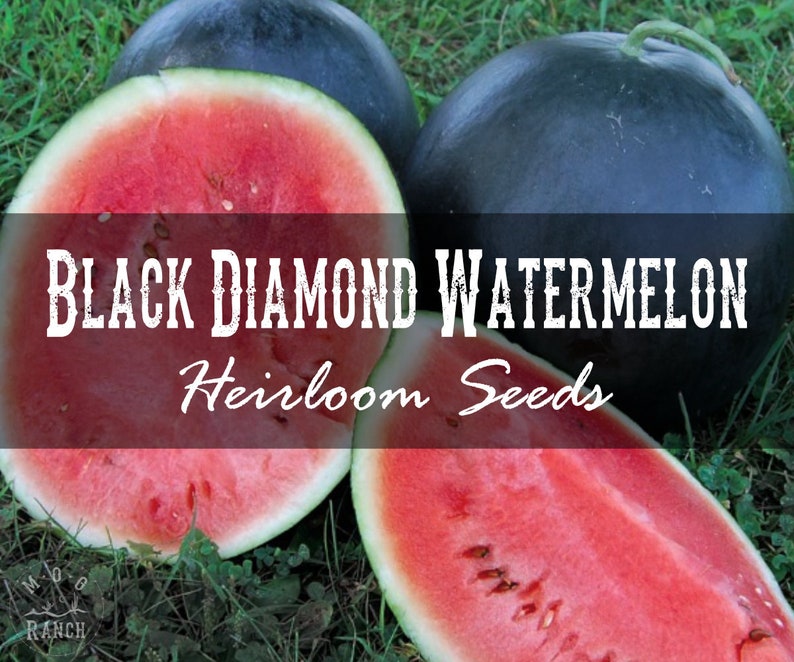 Black Diamond Watermelon Seeds Heirloom Open Pollinated Etsy