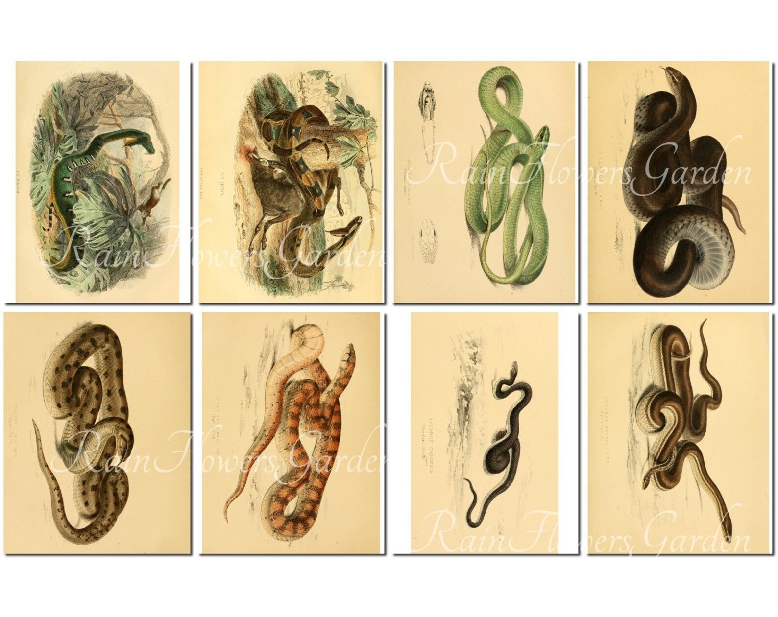 SNAKES Set5 vintage 40 printable 8.5x11 inch scrapbooking Etsy