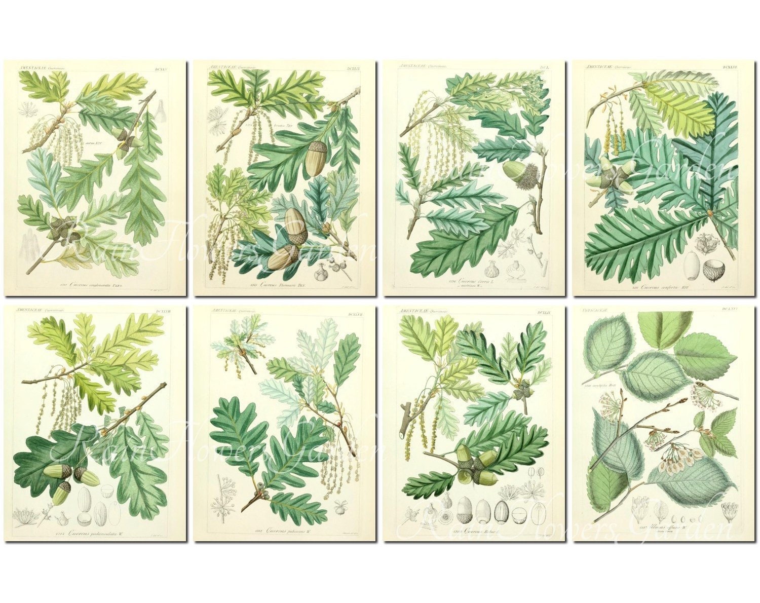 HERBARIUM Set-7 vintage 40 printable 8.5x11 inch | Etsy
