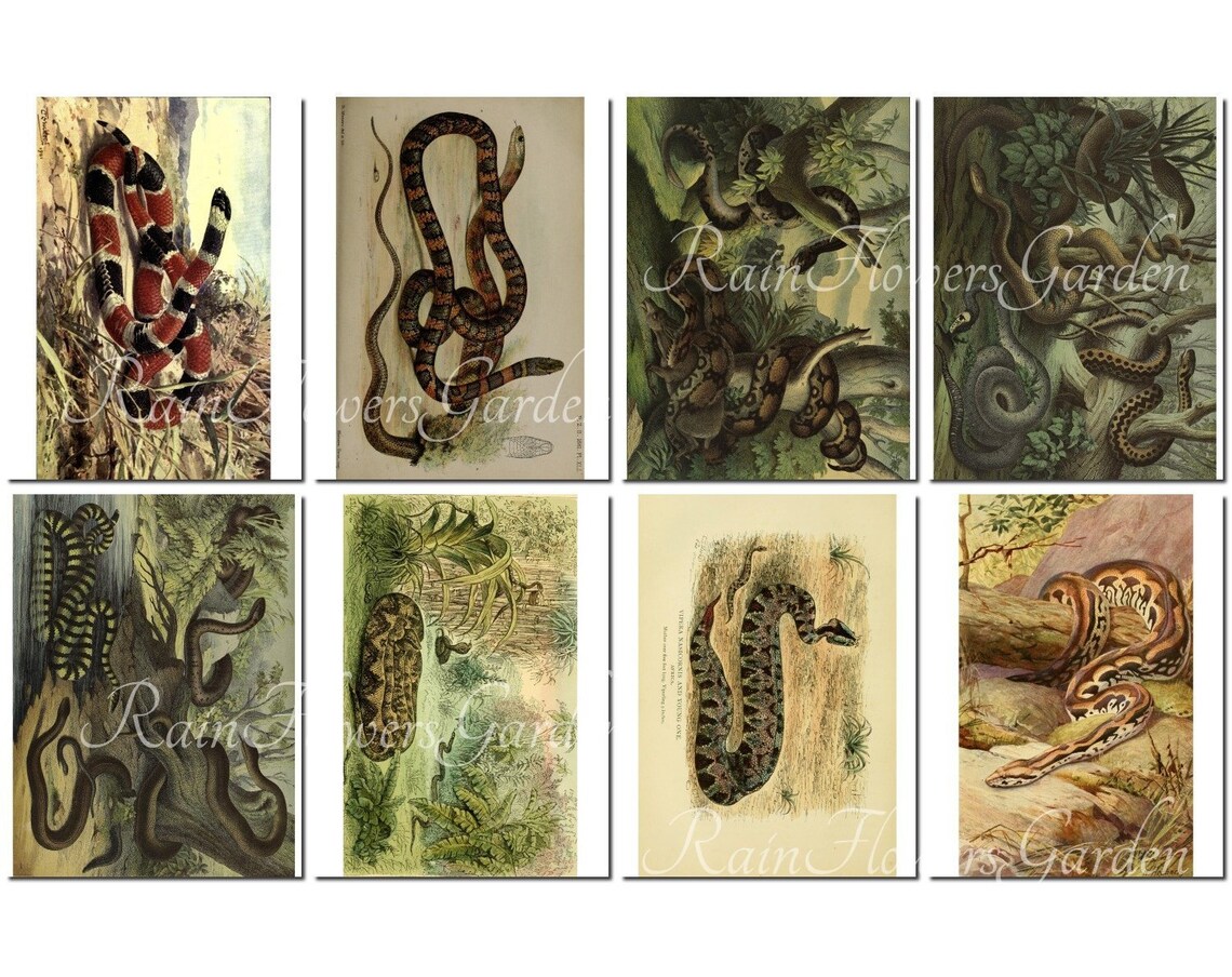 SNAKES Set-1 Vintage 40 Printable 8.5x11 Inch Scrapbooking | Etsy