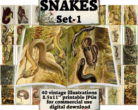 SNAKES Set-1 vintage 40 printable 8.5x11 inch scrapbooking | Etsy