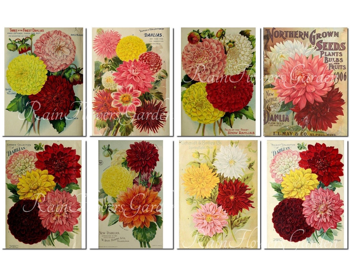DAHLIA Set-2 vintage 40 printable 8.5x11 inch scrapbooking | Etsy