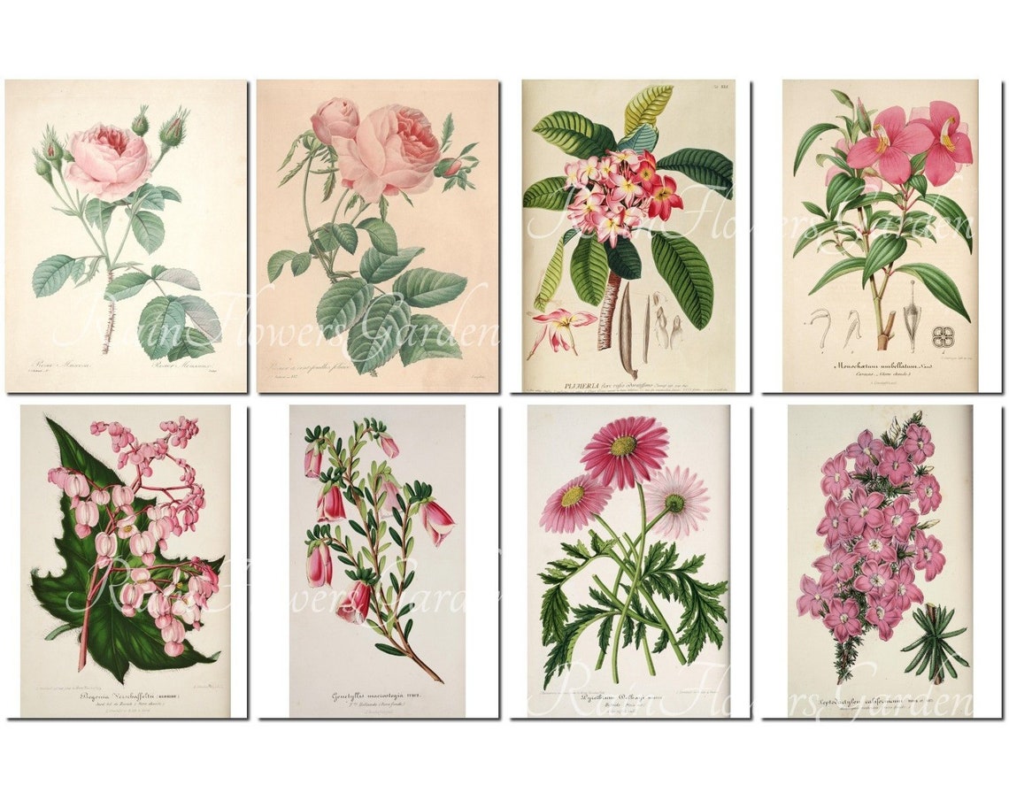 PINK FLOWERS Set-6 vintage 40 printable 8.5x11 inch | Etsy