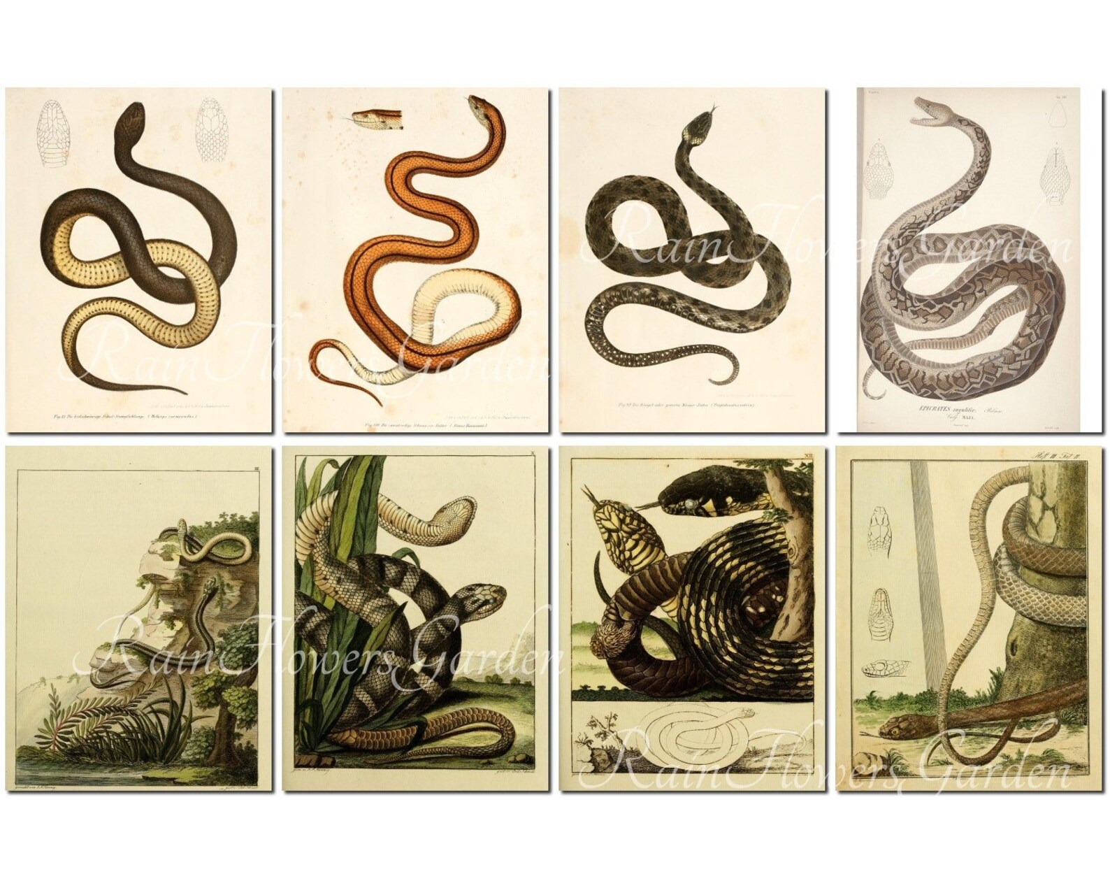 SNAKES Set-3 Vintage 40 Printable 8.5x11 Inch Scrapbooking | Etsy