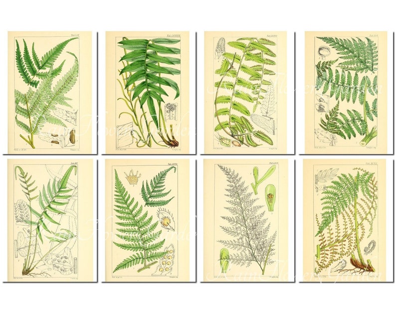 FERNS Set-4 Vintage 40 Printable 8.5x11 Inch Scrapbooking | Etsy