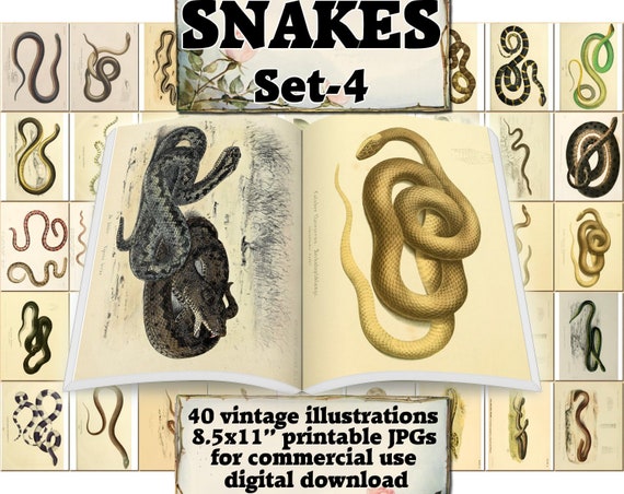 SNAKES Set-4 Vintage 40 Printable 8.5x11 Inch Scrapbooking | Etsy