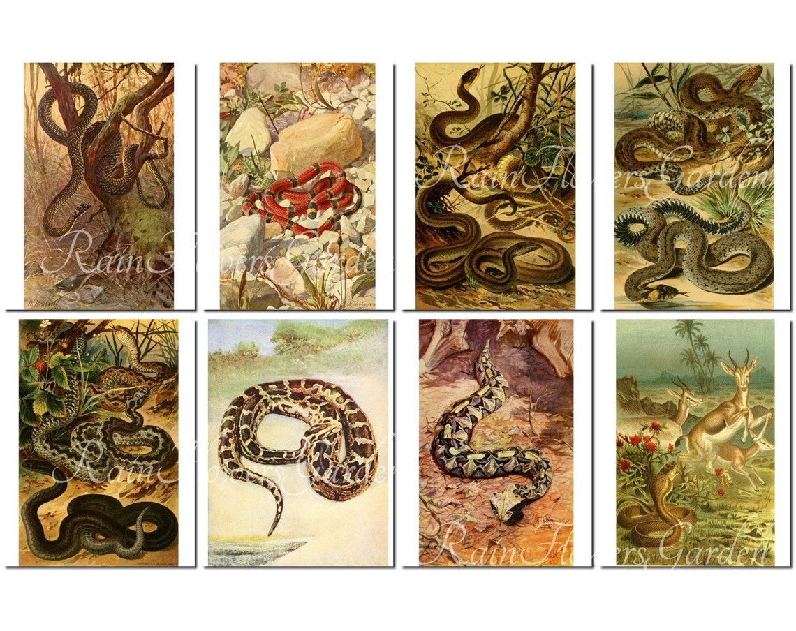 SNAKES Set-1 Vintage 40 Printable 8.5x11 Inch Scrapbooking | Etsy