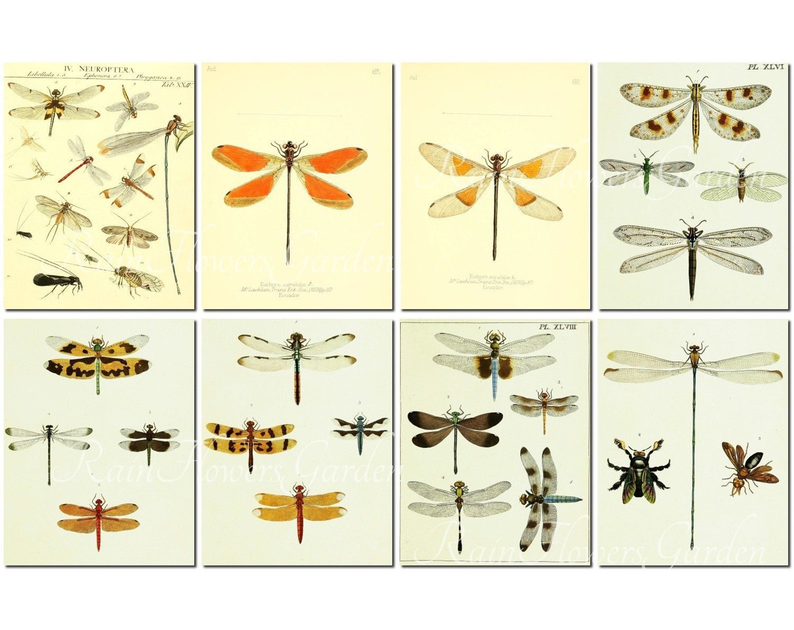DRAGONFLIES Set-2 vintage 40 printable 8.5x11 inch | Etsy