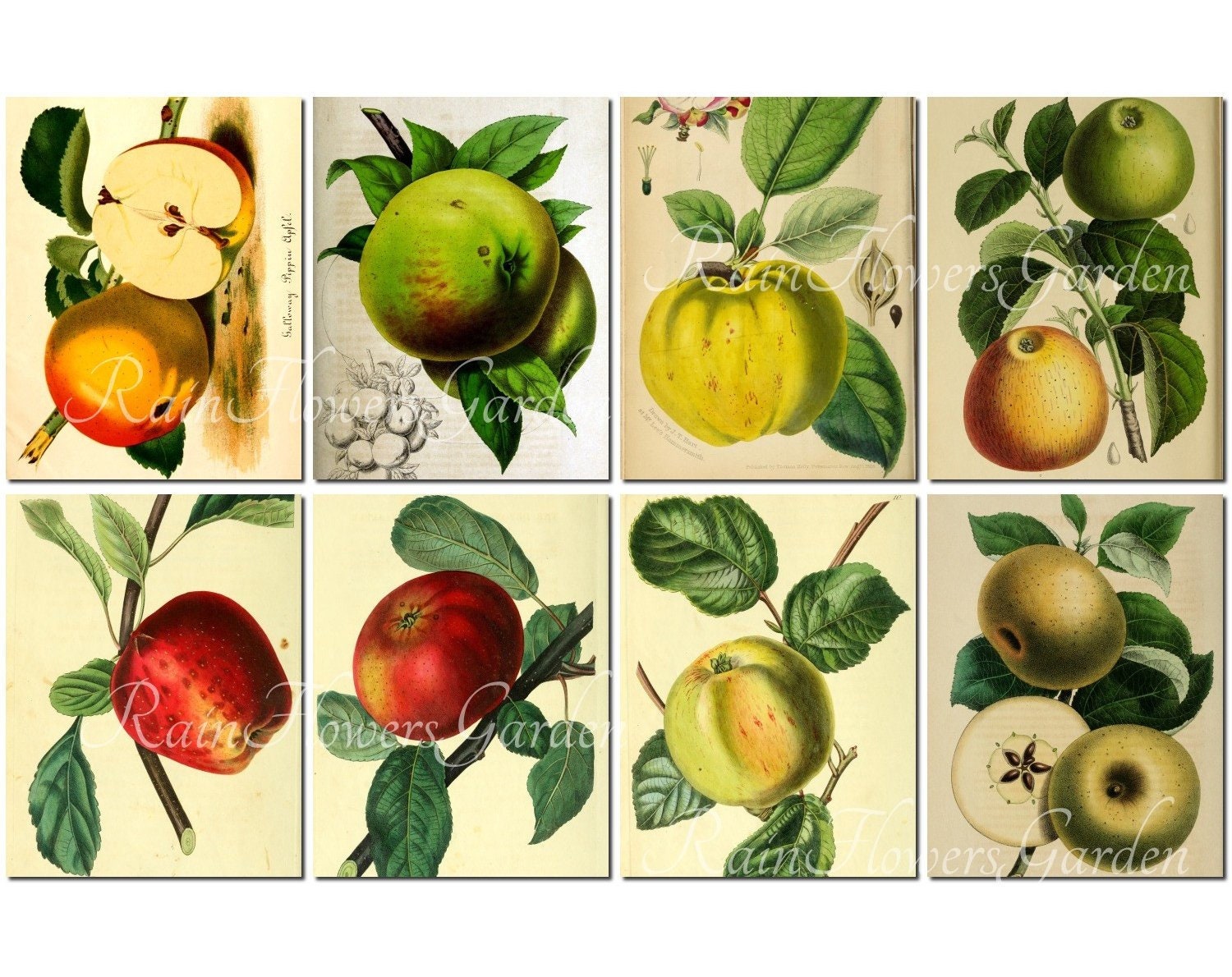 APPLES Set3 Vintage 40 Printable 8.5x11'' Inches A4 Etsy