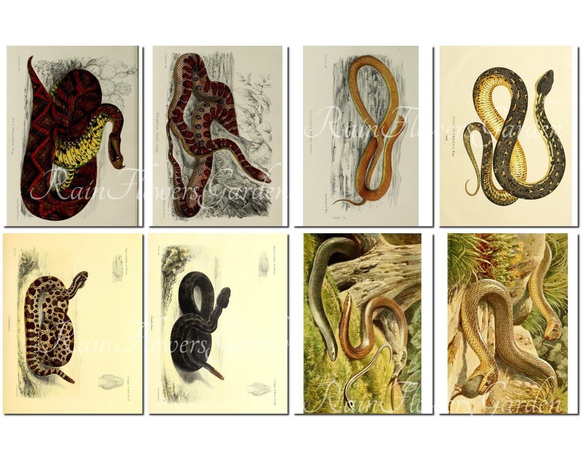 SNAKES Set-1 Vintage 40 Printable 8.5x11 Inch Scrapbooking | Etsy