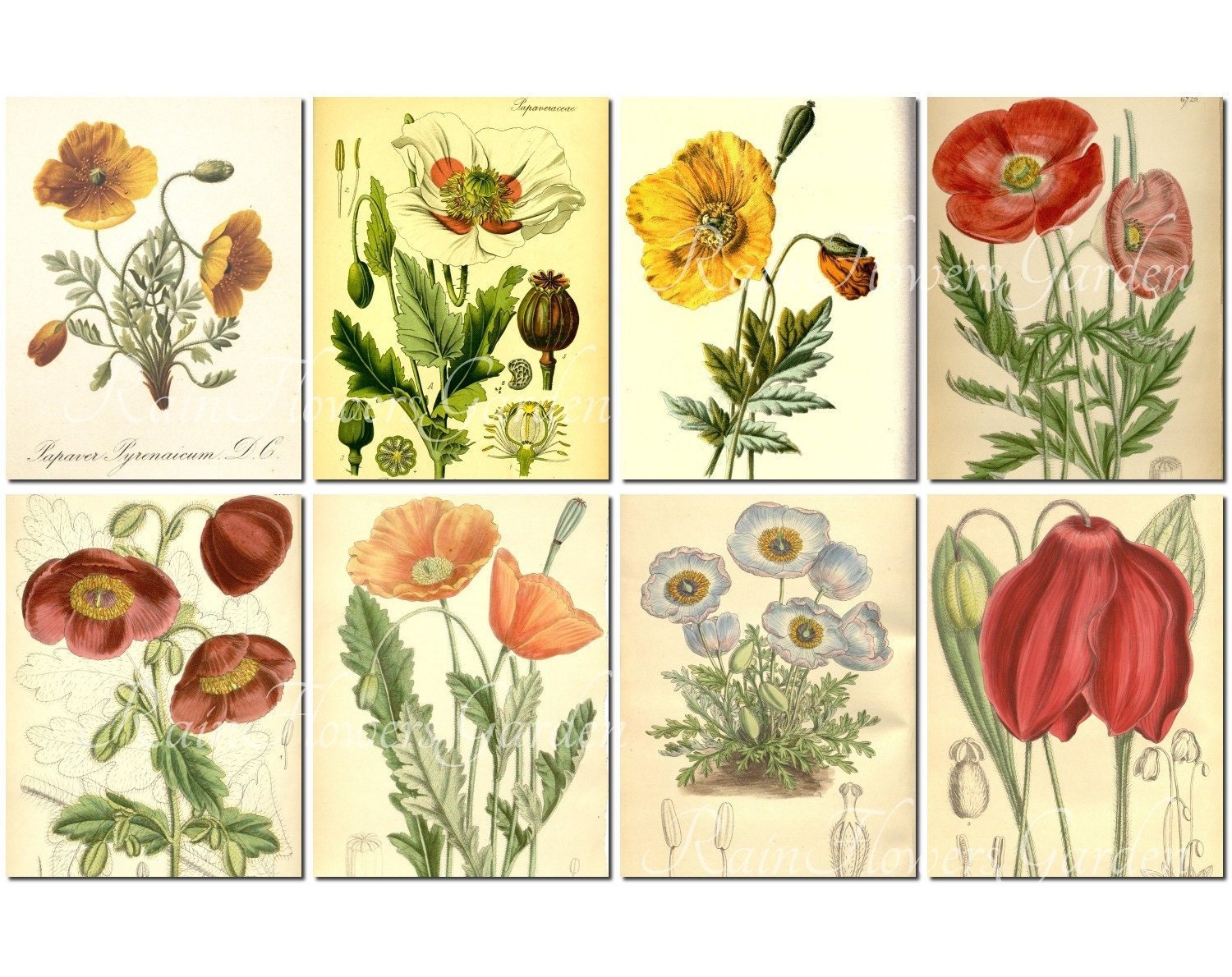 POPPIES Set-1 Vintage 40 Printable 8.5x11'' Inches | Etsy