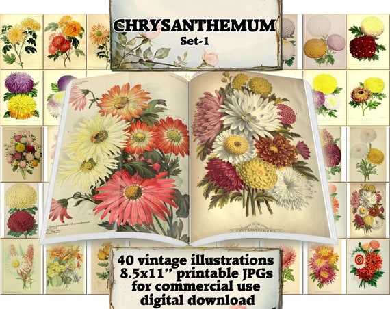 CHRYSANTHEMUM Set-1 vintage 40 printable 8.5x11 inch | Etsy