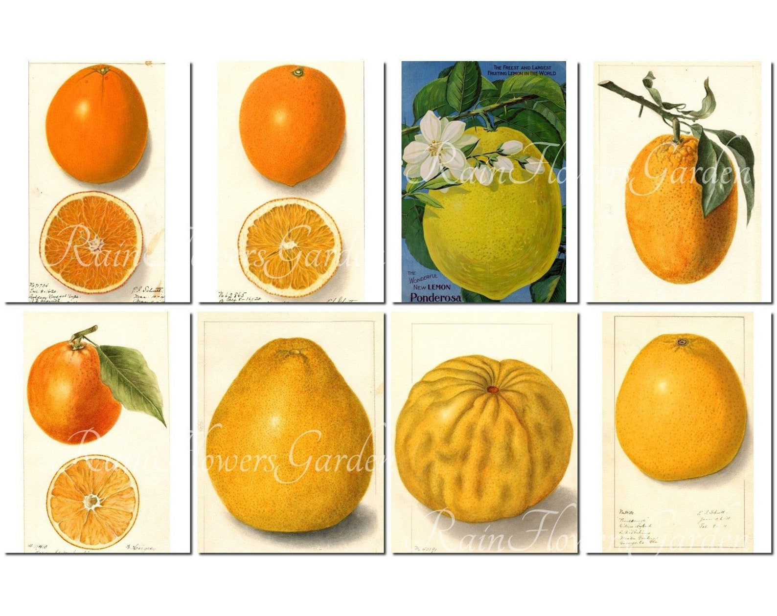 CITRUS Vintage 40 Printable 8.5x11 Inch Scrapbooking Etsy