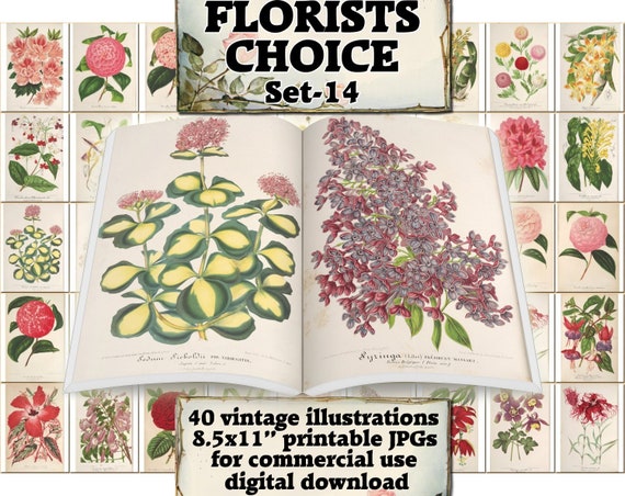 FLORISTS CHOICE Set-14 vintage 40 printable 8.5x11 inch | Etsy
