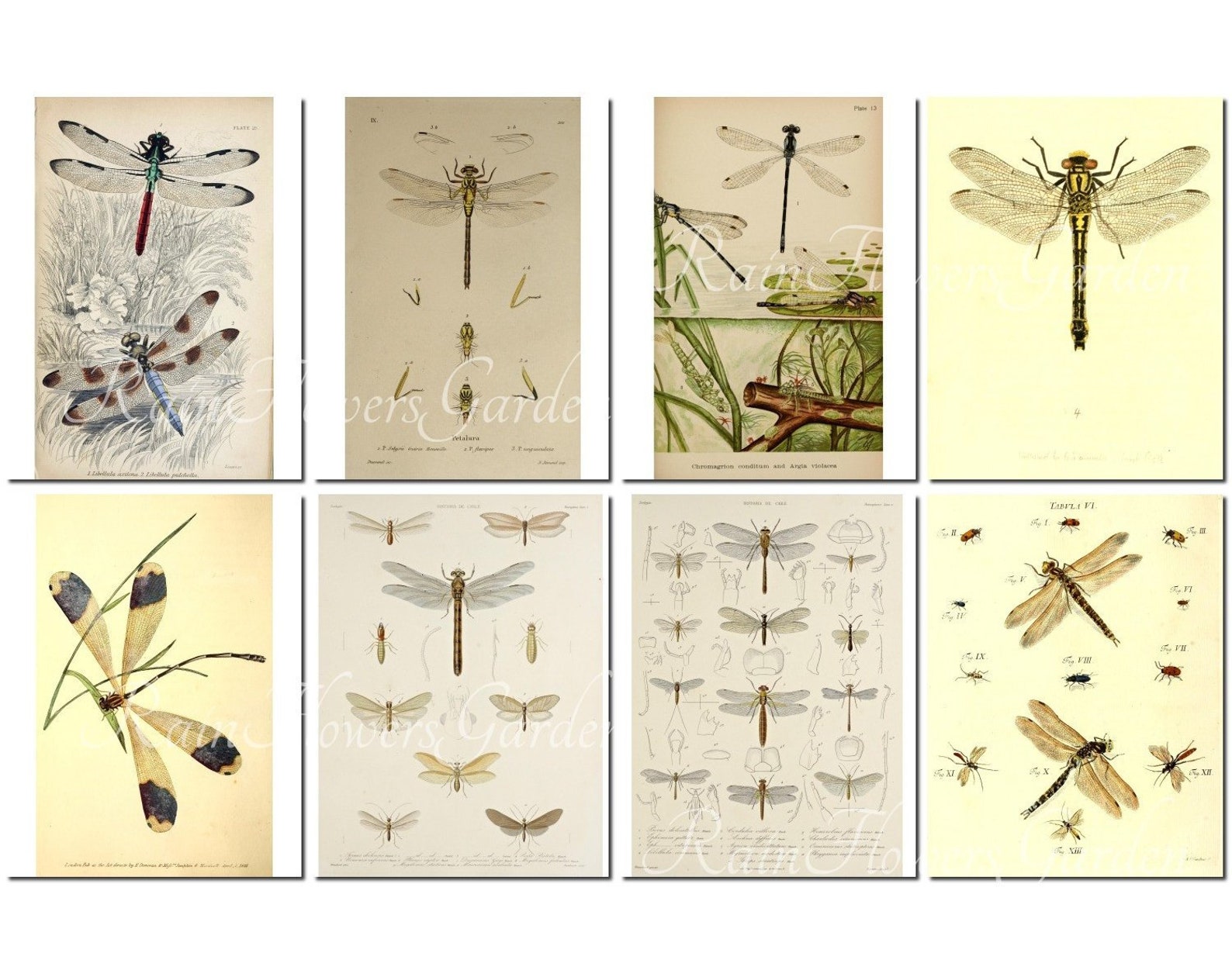 DRAGONFLIES Set-2 vintage 40 printable 8.5x11 inch | Etsy