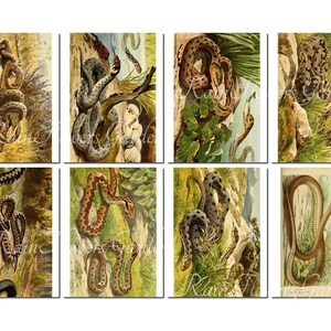 SNAKES Set-1 Vintage 40 Printable 8.5x11 Inch Scrapbooking | Etsy