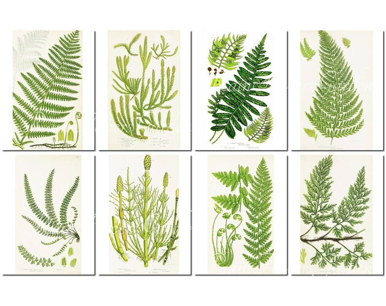 FERNS Set-4 Vintage 40 Printable 8.5x11 Inch Scrapbooking | Etsy