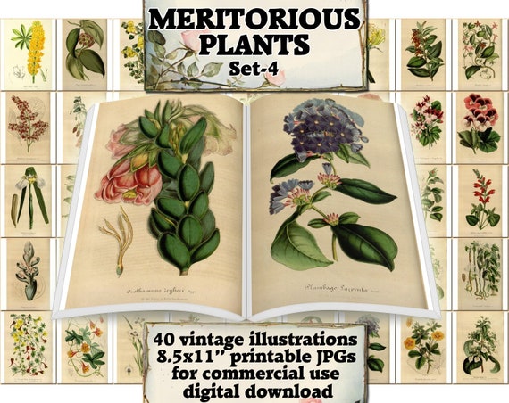 MERITORIOUS PLANTS Set-4 Vintage 40 Printable 8.5x11 Inch | Etsy