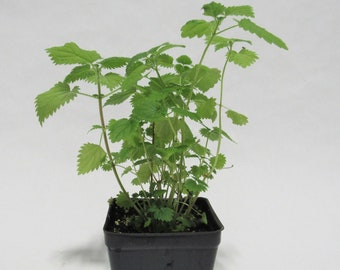 Stinging Nettles Plant (live plant)