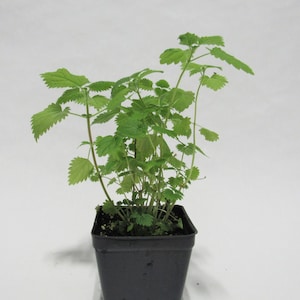 Stinging Nettles Plant (live plant)