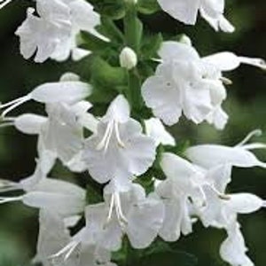 Snow Nymph Salvia (Texas sage "snow nymph') plant