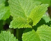 Lemon Balm plant, Melissa, sweet balm, honey plant, balm mint, garden balm, English balm