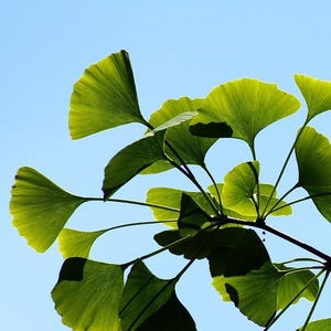 Ginkgo Biloba tree