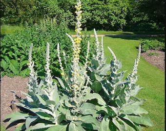 Mullein Plant