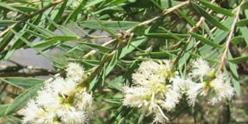 Tea Tree Melaleuca alternifolia Plant image 6