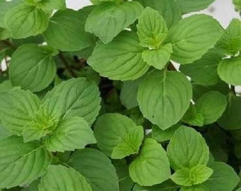 Ginger mint plant