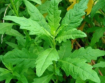 Epazote (live plant) Mexican tea