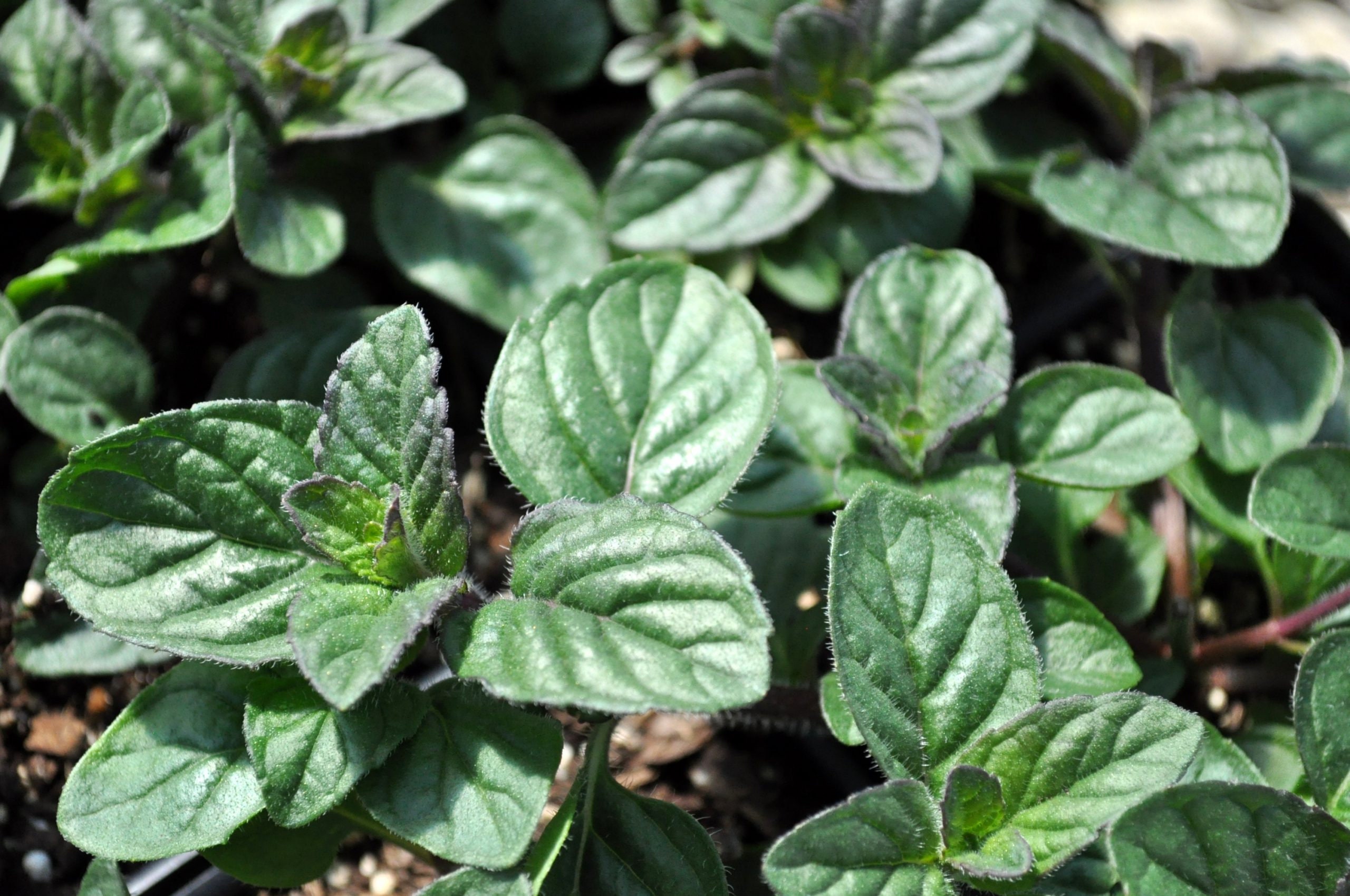 Berries and Cream Mint Plant live Etsy