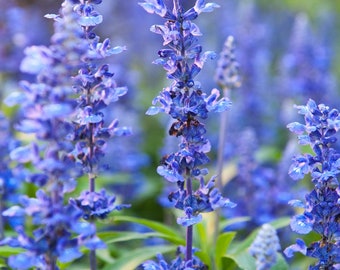 Blue Hyssop