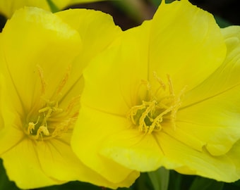 Evening Primrose Plant (live)