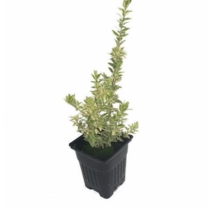 May include: A small potted plant with green and white variegated leaves. The plant is in a square, black plastic pot. The plant has a vertical growth pattern, with several stems and leaves.