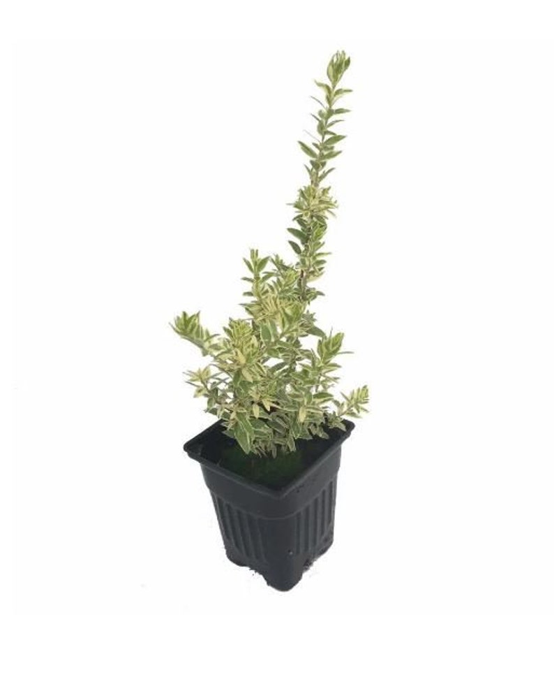 May include: A small potted plant with green and white variegated leaves. The plant is in a square, black plastic pot. The plant has a vertical growth pattern, with several stems and leaves.