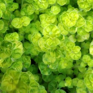 May include: Close-up of a vibrant green plant with small, rounded leaves. The leaves have a slightly yellowed hue, creating a variegated effect.