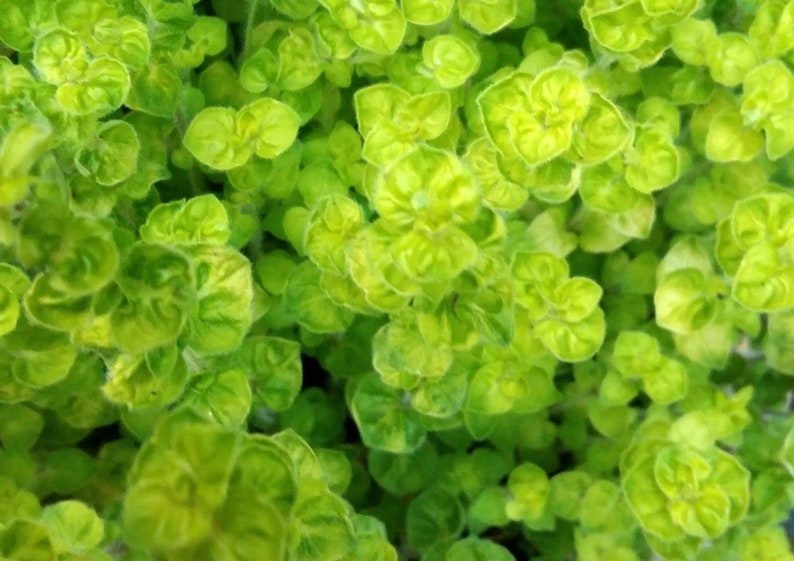 Golden Creeping Marjoram Plant golden Curly Oregano Etsy