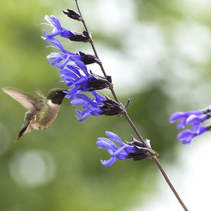 May include: A hummingbird with iridescent green feathers and a red throat hovers near a cluster of vibrant purple flowers. The bird's wings are spread, and its beak is inserted into a flower. The background is a soft, blurred green.
