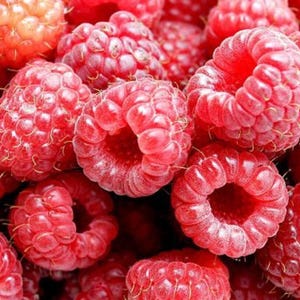 Raspberry Plant &quot;Nantahala&quot;