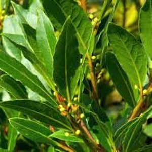 May include: Close-up of fresh green bay laurel leaves and stems. The leaves are a vibrant green color, with a smooth texture and a pointed shape. Small yellow buds are visible on the stems.